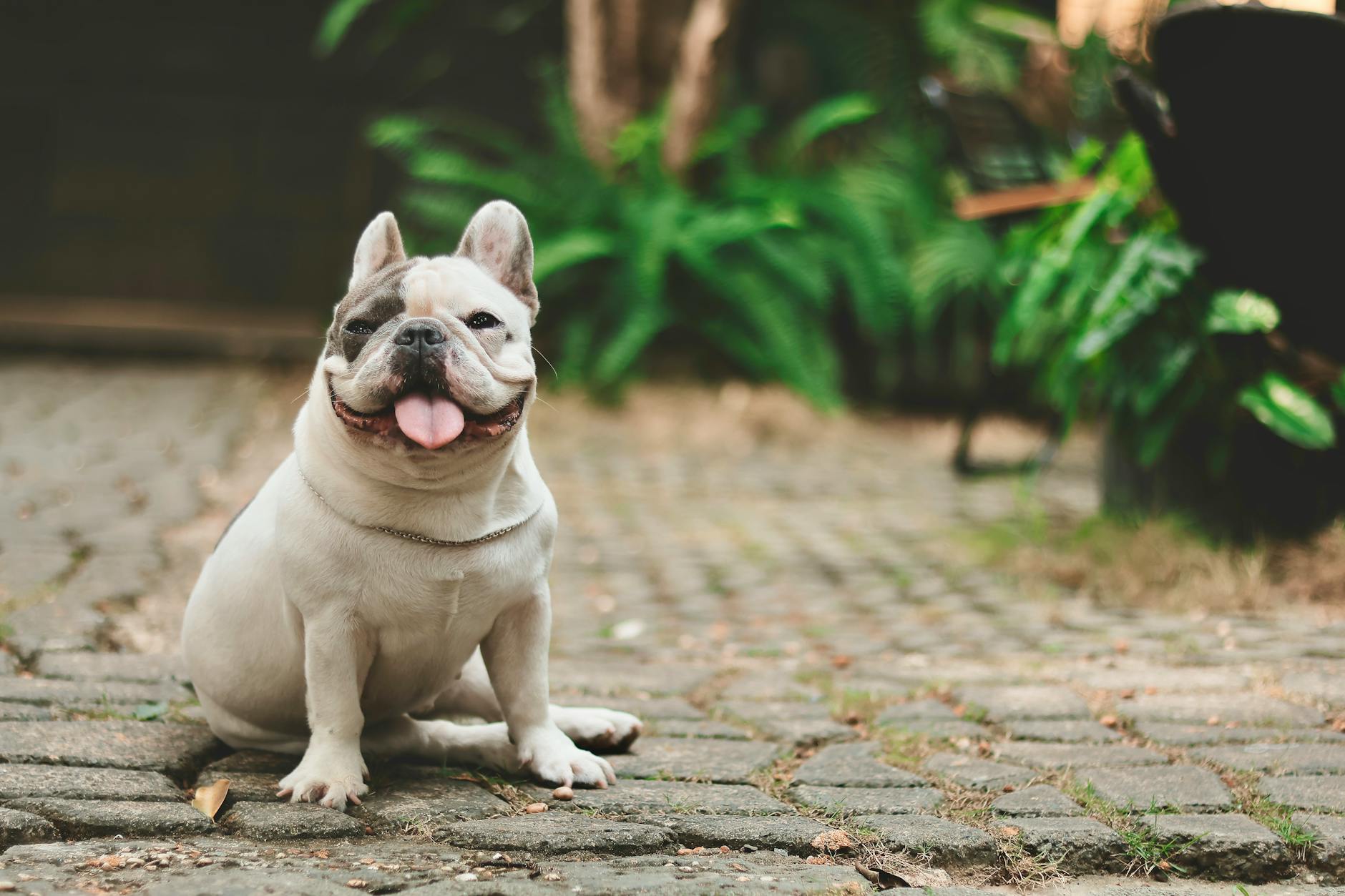 Francuski buldog siedzący na ścieżce z kostki w słoneczny dzień